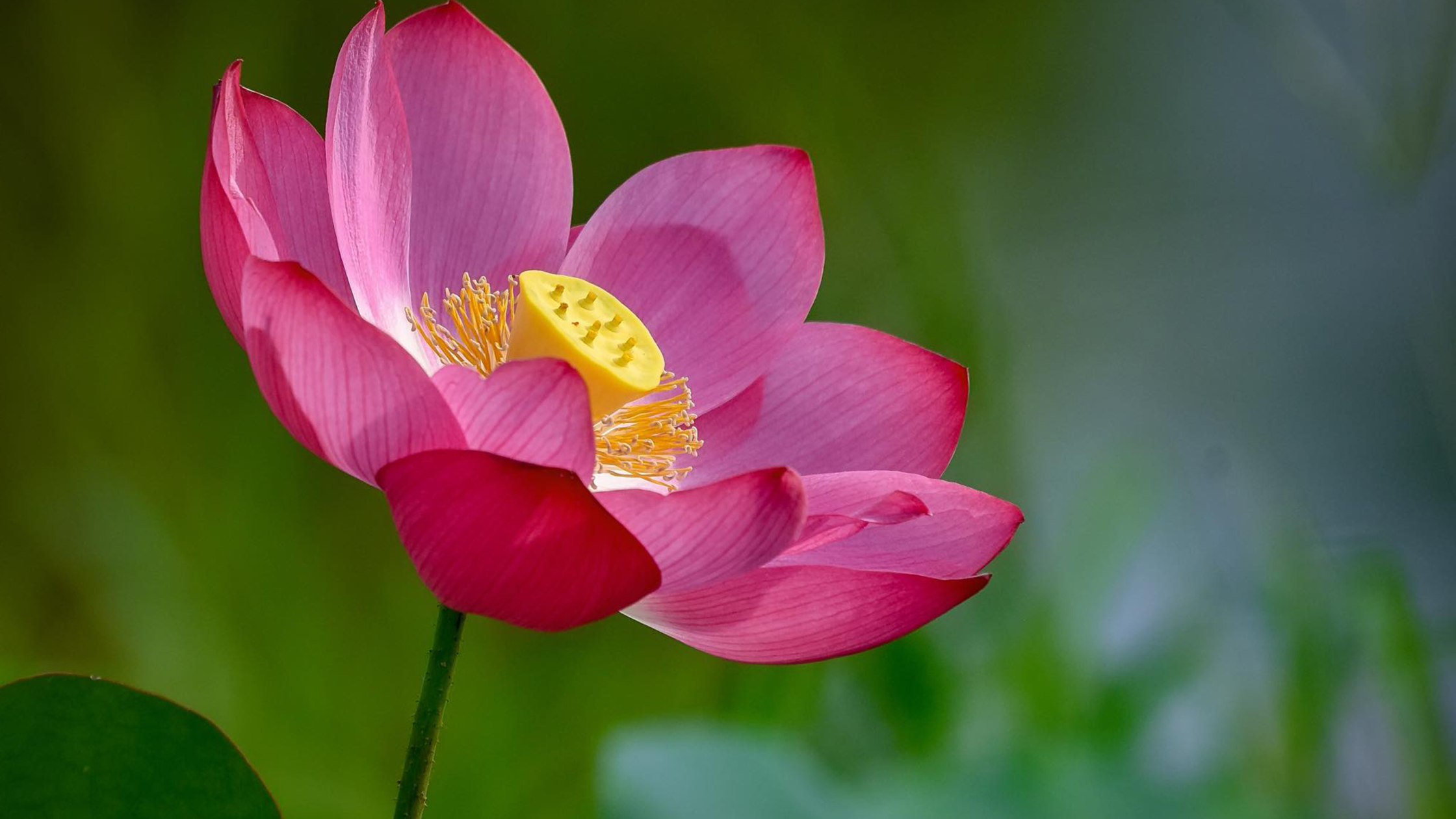 Seven chakra system shown on a meditating figure with coloured energy centres from root to crown
